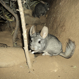 2. Chinchilla.