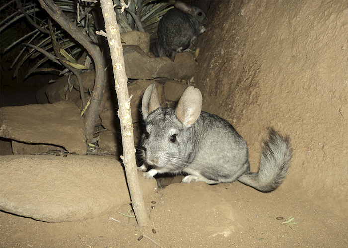 2. Chinchilla.