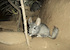 2. Chinchilla.
