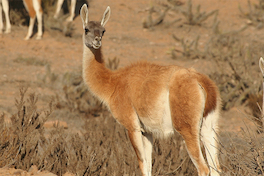 6. Guanaco.