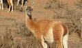 6. Guanaco.