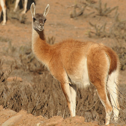 6. Guanaco.