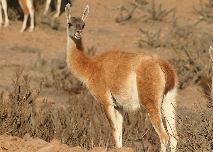 6. Guanaco.