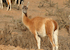 6. Guanaco.