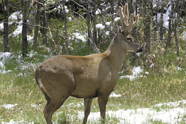 8. Huemul.