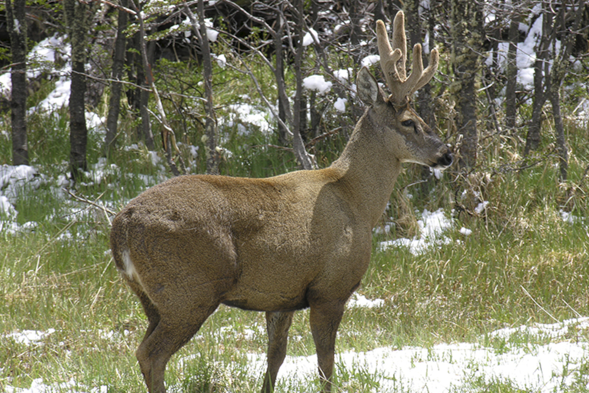 8. Huemul.