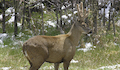 8. Huemul.