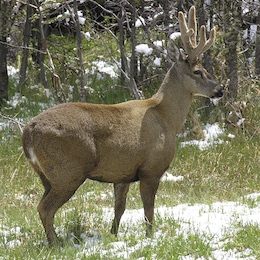 8. Huemul.