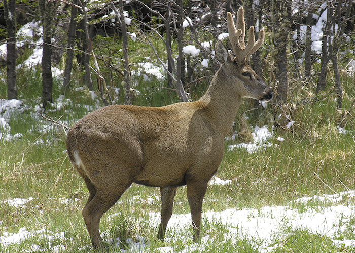 8. Huemul.