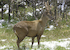 8. Huemul.