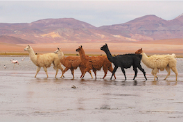 9. Llama.