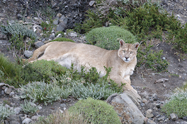 10. Puma.