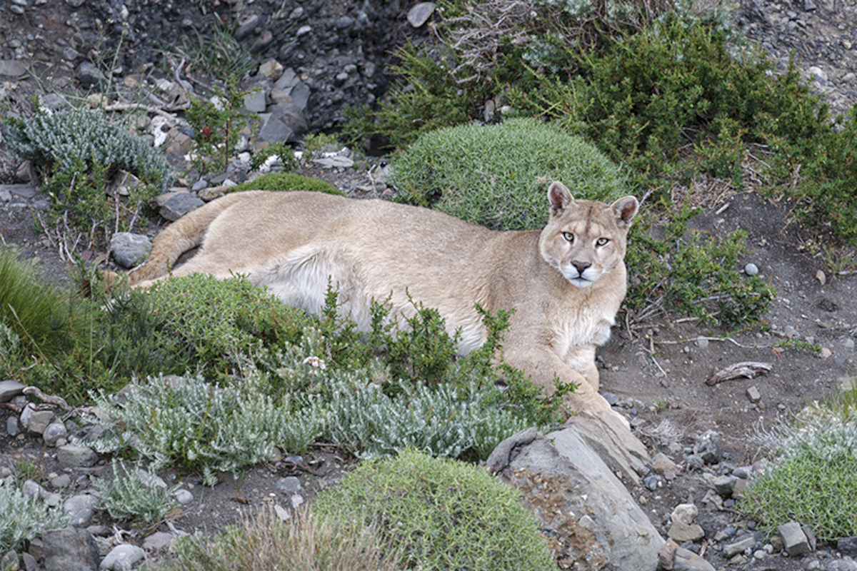 10. Puma.