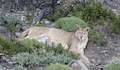 10. Puma.