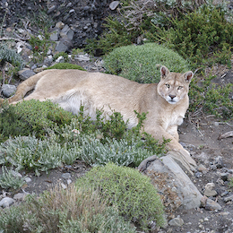 10. Puma.