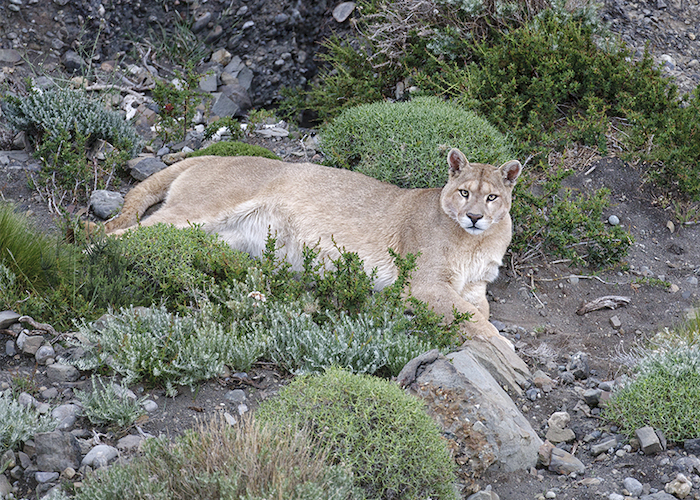 10. Puma.