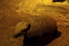 11. Quirquincho peludo patagónico.