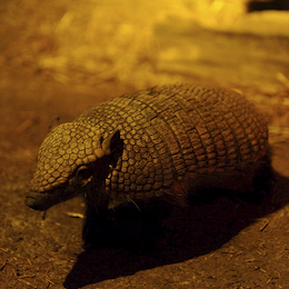 11. Quirquincho peludo patagónico.