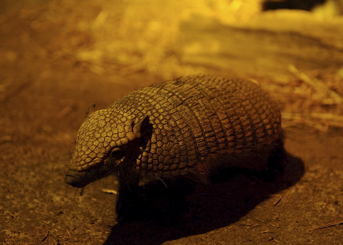 11. Quirquincho peludo patagónico.