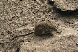 12. Ratón cola larga.
