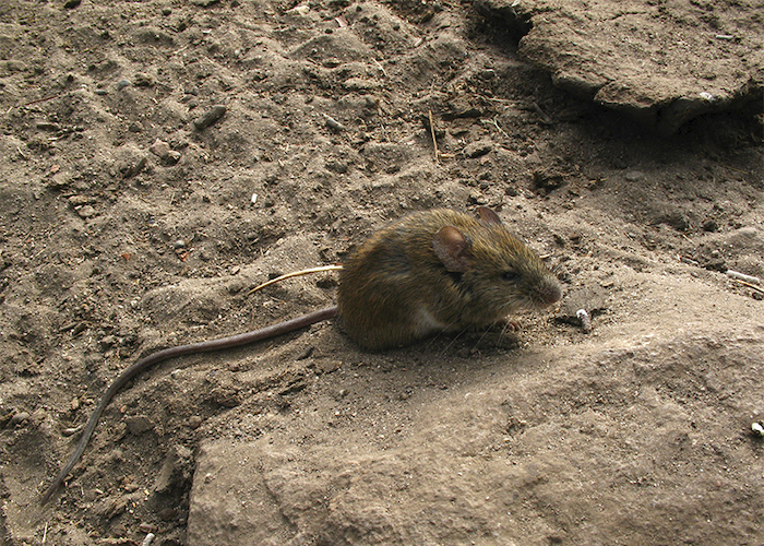 12. Ratón cola larga.