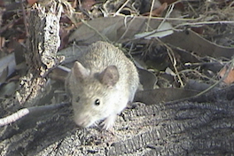 13. Raton del pastizal pampeano.