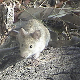 13. Raton del pastizal pampeano.