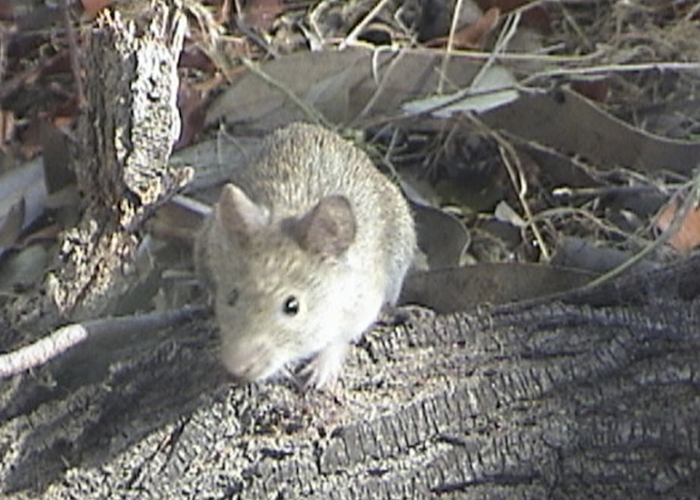 13. Raton del pastizal pampeano.