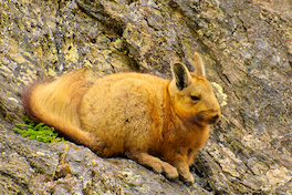 15. Vizcacha de la Patagonia.