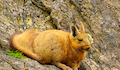 15. Vizcacha de la Patagonia.