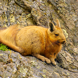 15. Vizcacha de la Patagonia.