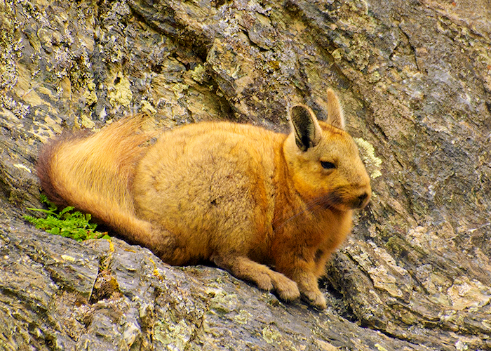 15. Vizcacha de la Patagonia.