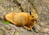 15. Vizcacha de la Patagonia.