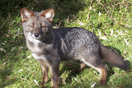 19. Zorro de Darwin.