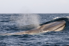 2. Ballena azul.