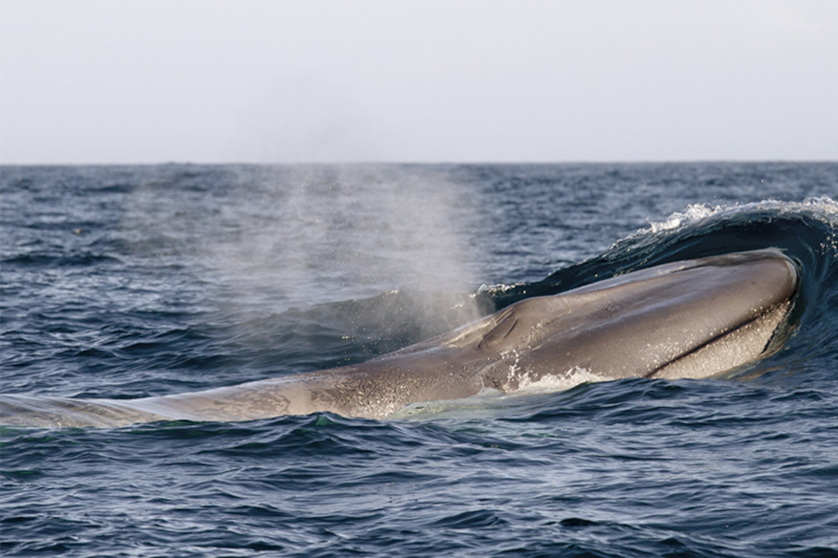 2. Ballena azul.