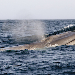 2. Ballena azul.