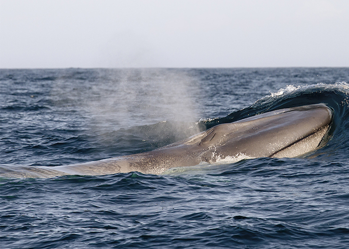 2. Ballena azul.