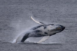 3. Ballena jorobada.