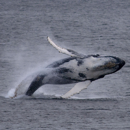 3. Ballena jorobada.