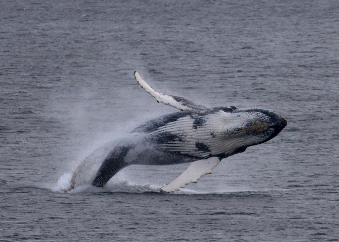 3. Ballena jorobada.