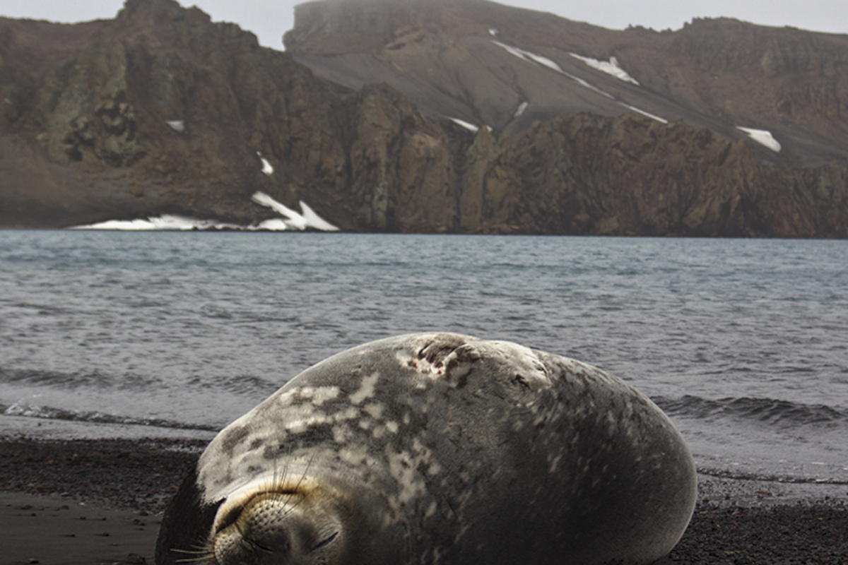 4. Foca cangrejera.