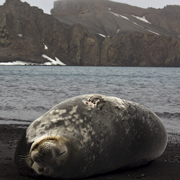 4. Foca cangrejera.