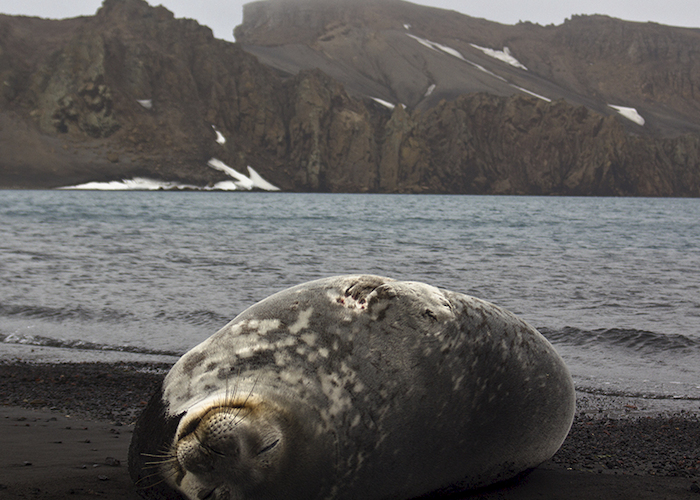 4. Foca cangrejera.