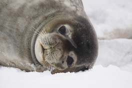 5. Foca de Weddel.