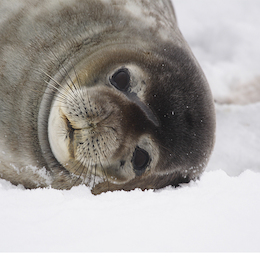 5. Foca de Weddel.