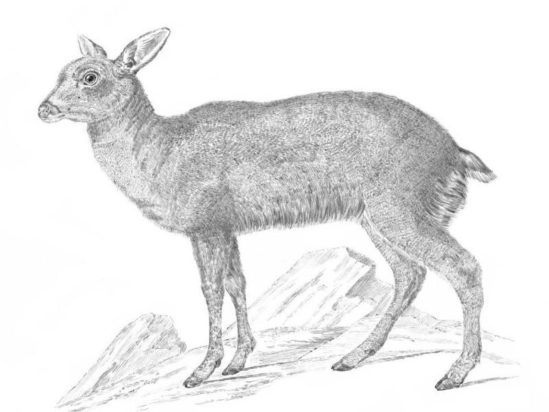 Pintemos animales chilenos