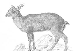 Pintemos animales chilenos