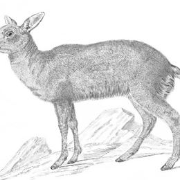 Pintemos animales chilenos