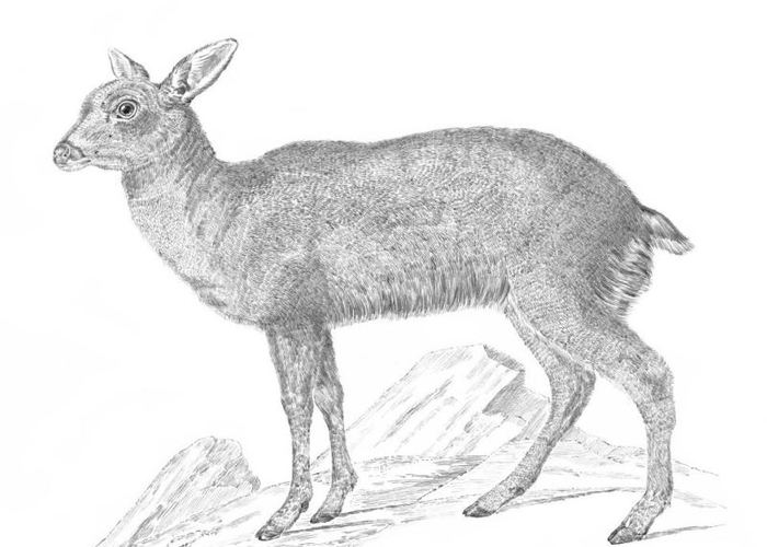Pintemos animales chilenos